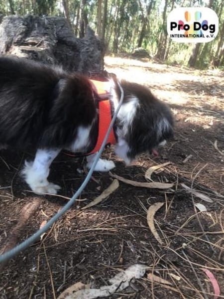 Benny auf Pflegestelle