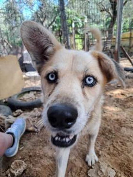 Hugo sucht ein aktives Zuhause