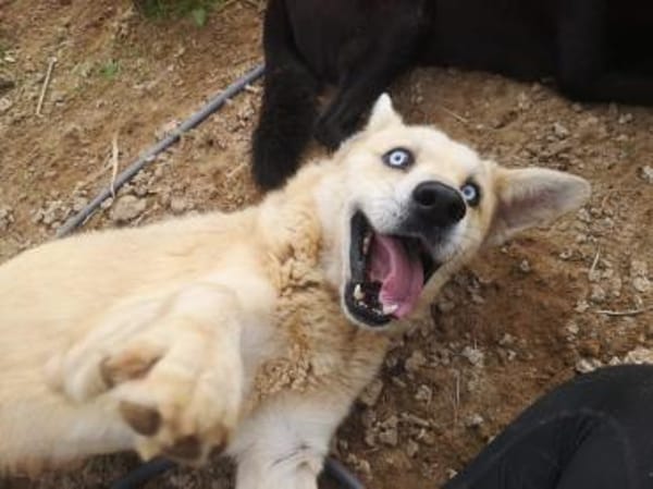 Hugo sucht ein aktives Zuhause