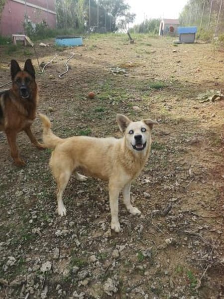 Hugo sucht ein aktives Zuhause