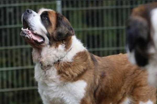 Oskar und Mia suchen ein Zuhause