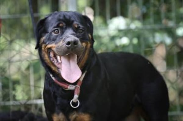 Mira sucht ein Zuhause