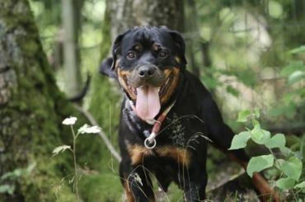 Mira sucht ein Zuhause