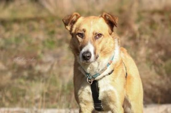 Elsa - elegante Schönheit ❤