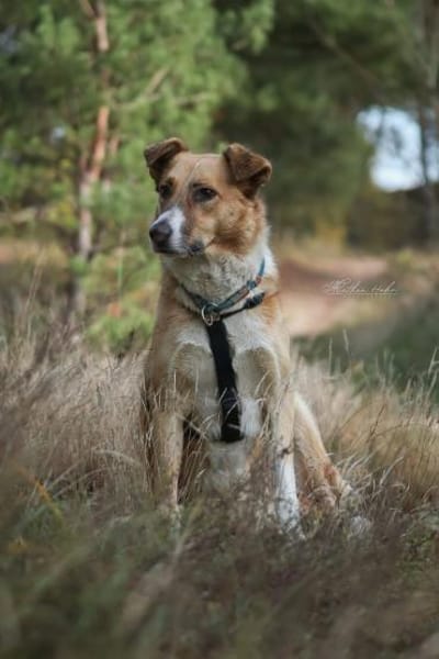 Elsa - elegante Schönheit ❤