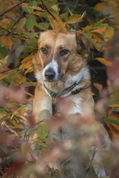 Elsa - elegante Schönheit ❤