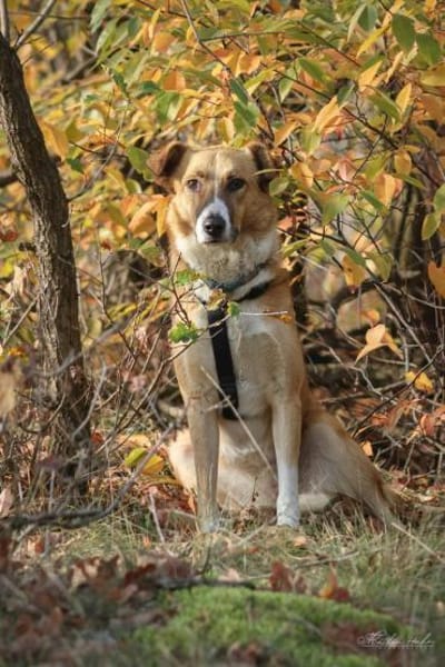 Elsa - elegante Schönheit ❤