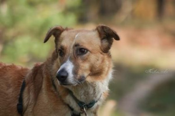 Elsa - elegante Schönheit ❤