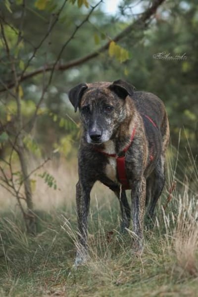 Theo  ein sanfter Riese sucht euch!