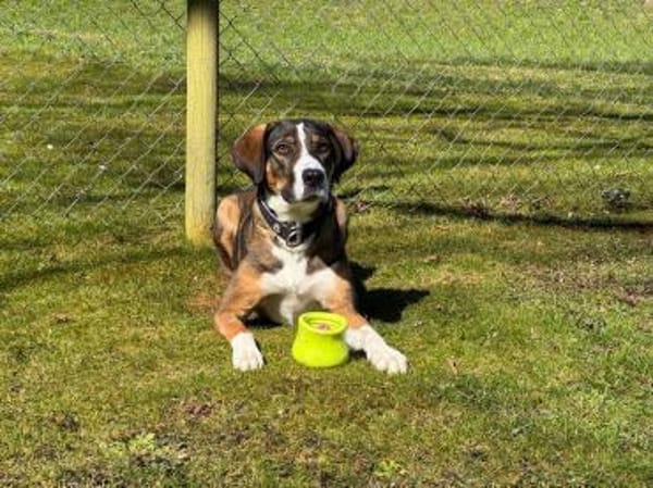 RAYA - geb. ca. 05/2021 - Mischling