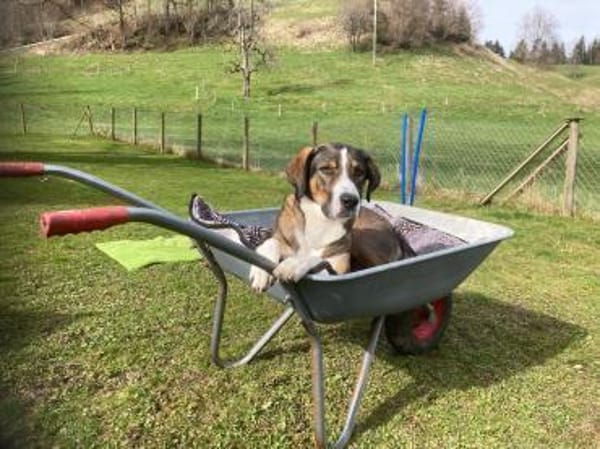 RAYA - geb. ca. 05/2021 - Mischling