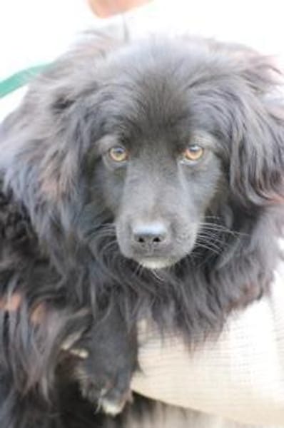 Janu - kinderlieber Jungrüde