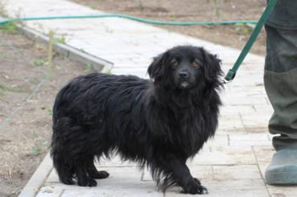 Janu - kinderlieber Jungrüde