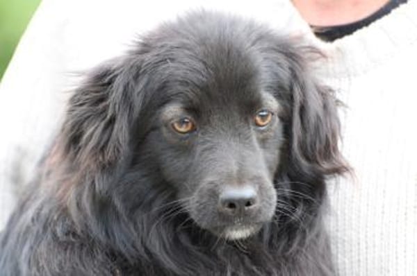 Janu - kinderlieber Jungrüde