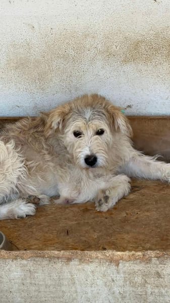 Knödelchen sucht Familie