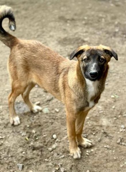 Bootsmann auf PS, freundlich,lebhaft