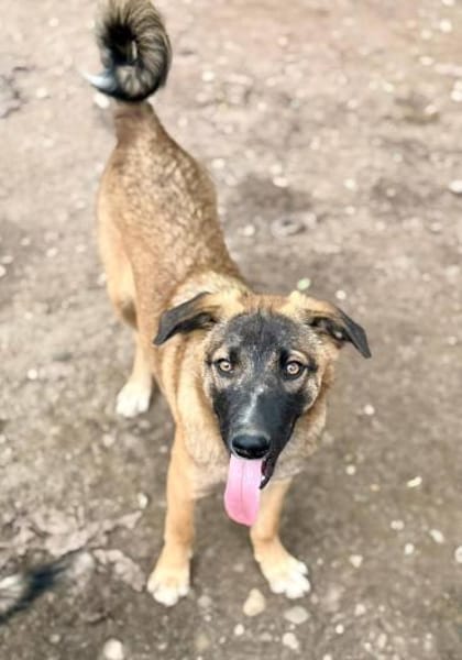 Bootsmann auf PS, freundlich,lebhaft