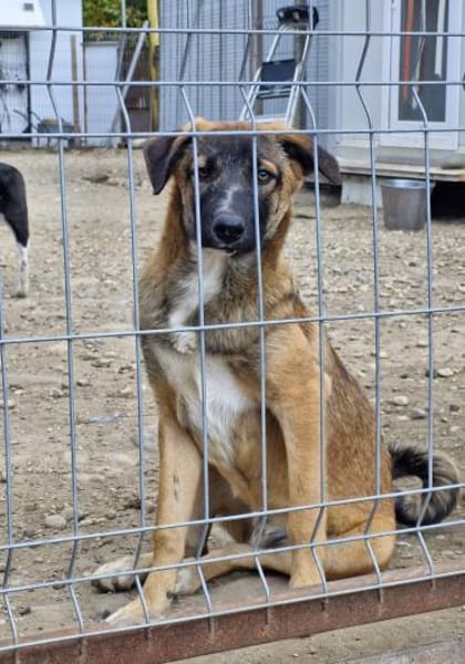 Bootsmann auf PS, freundlich,lebhaft