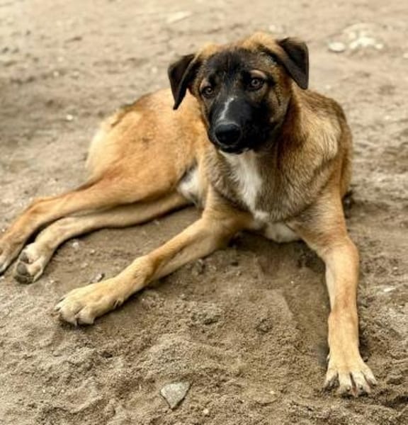 Bootsmann auf PS, freundlich,lebhaft