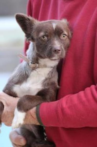 Gipsy - zutrauliche, goldige Junghündin