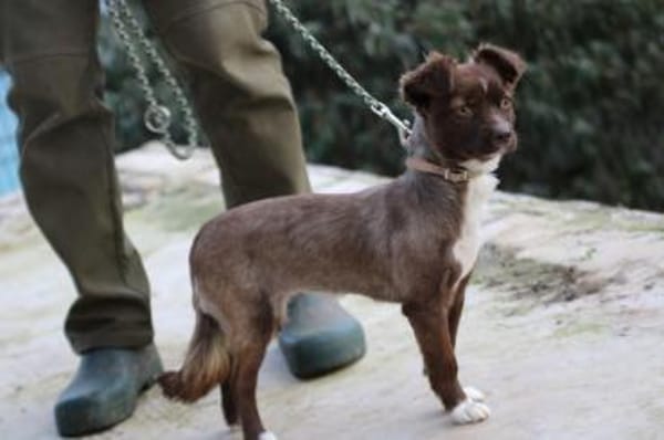 Gipsy - zutrauliche, goldige Junghündin