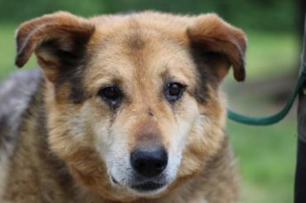 Nanook - verschmust u. sehr lieb