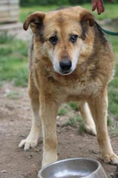 Nanook - verschmust u. sehr lieb