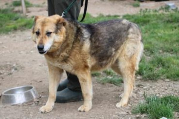 Nanook - verschmust u. sehr lieb