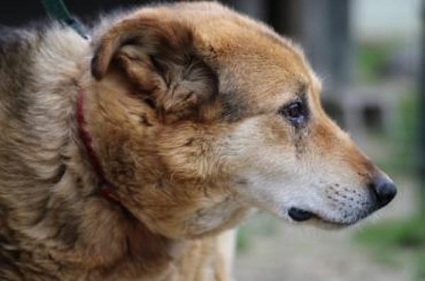 Nanook - verschmust u. sehr lieb