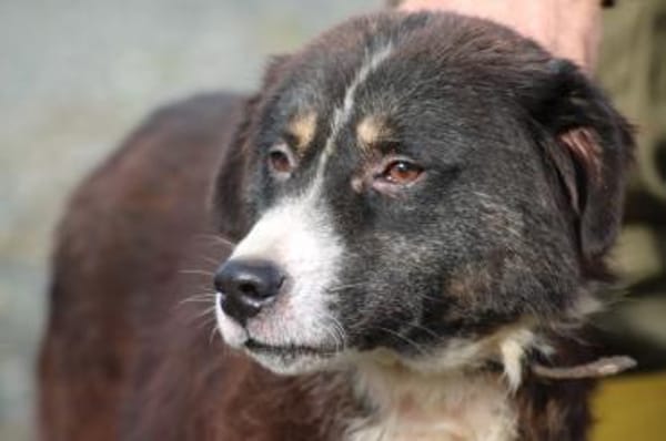 Tayto - zutraulich u. unkompliziert