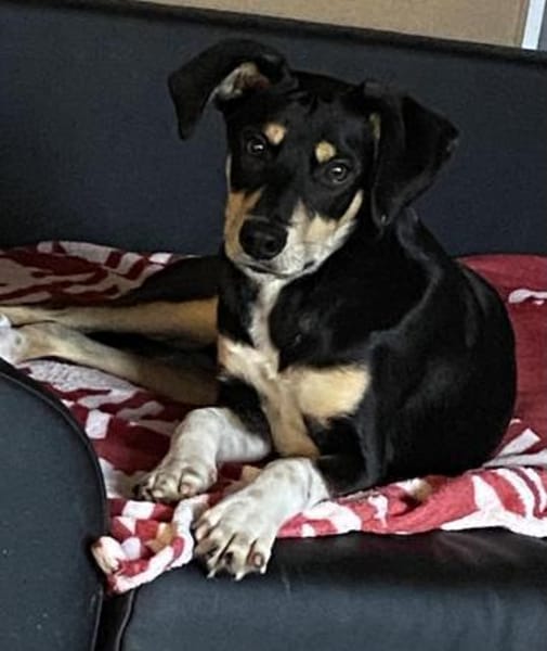 Der freche Max sucht seinen Menschen