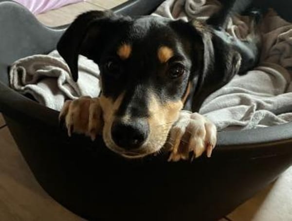 Der freche Max sucht seinen Menschen