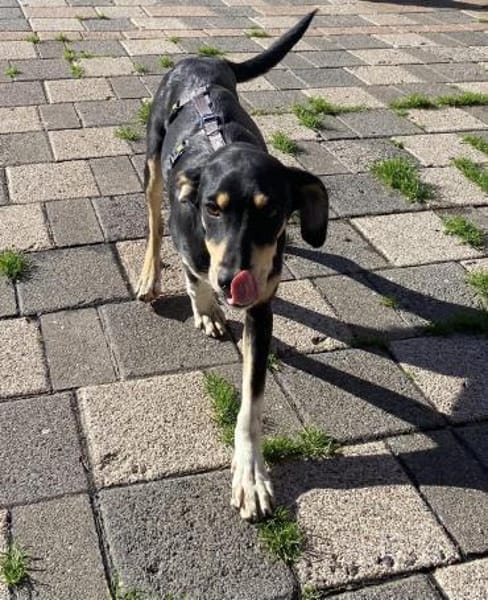 Der freche Max sucht seinen Menschen