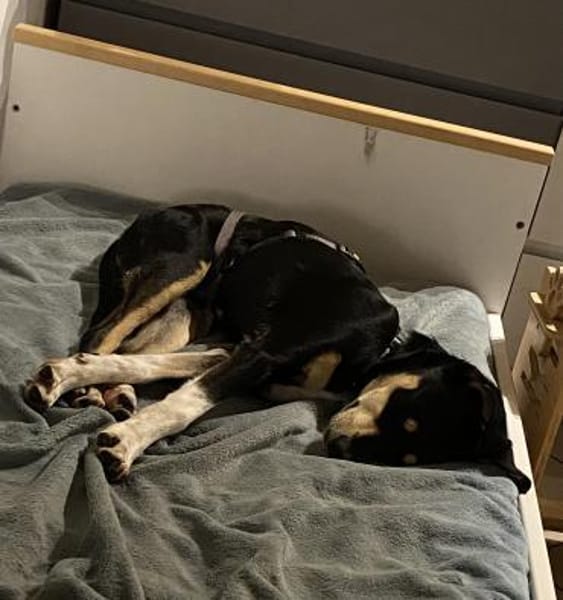 Der freche Max sucht seinen Menschen