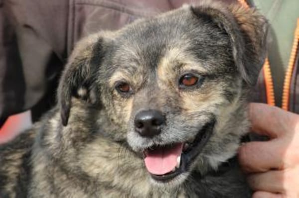 Babbit - verspielt u. aufgeweckt