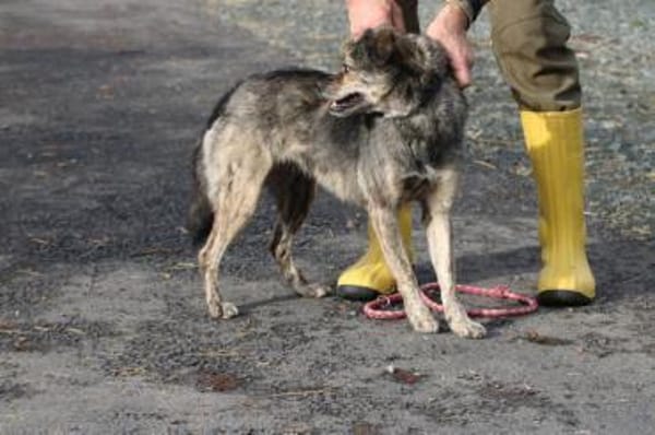 Babbit - verspielt u. aufgeweckt