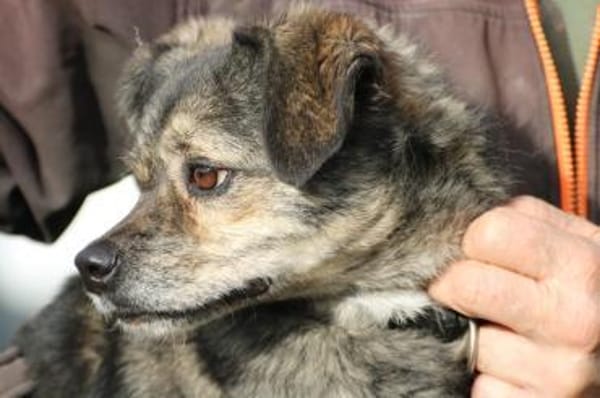 Babbit - verspielt u. aufgeweckt