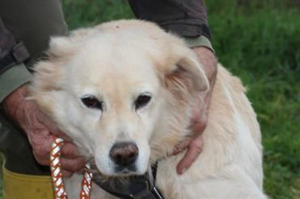 Goldie - sehr lieb u. verschmust