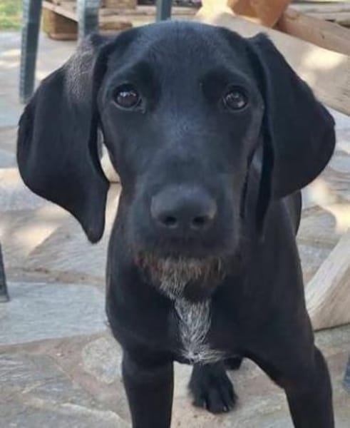 Gini - ein fröhliches Hundekind