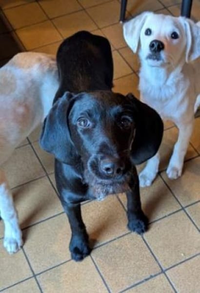 Gini - ein fröhliches Hundekind