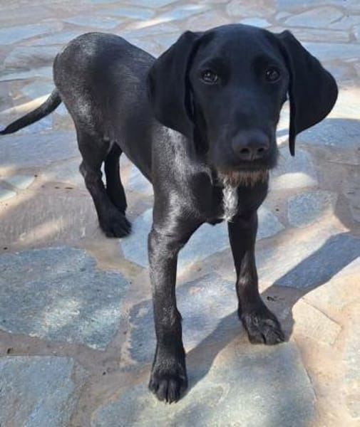 Gini - ein fröhliches Hundekind