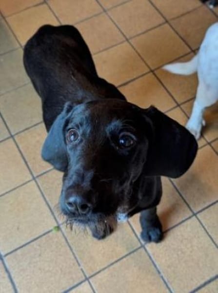 Gini - ein fröhliches Hundekind