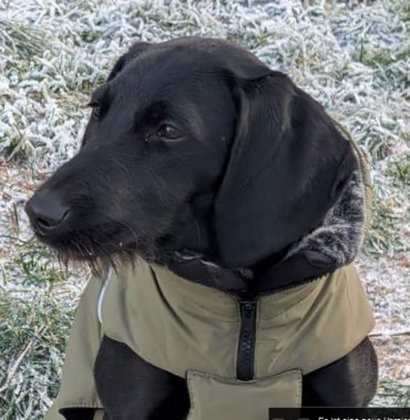 Gini - ein fröhliches Hundekind