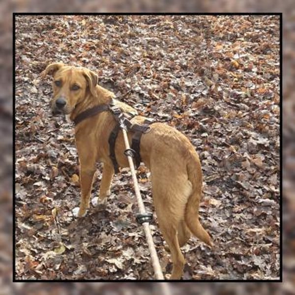 Labrador Mix: katzenverträglich u. lieb!