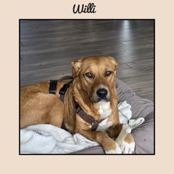 Labrador Mix: katzenverträglich u. lieb!