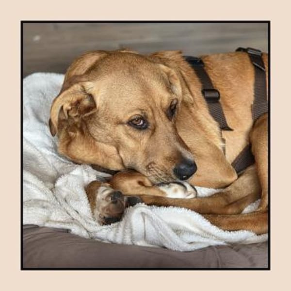 Labrador Mix: katzenverträglich u. lieb!