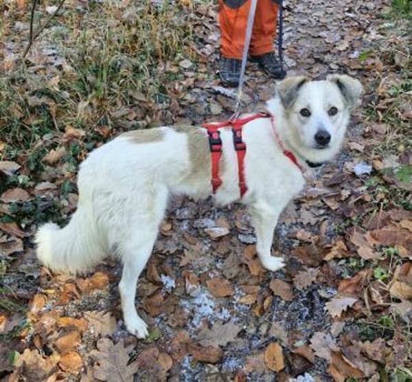 Lumi, 3 Jahre auf PS in Nürnberg