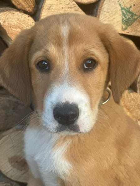 Biscoff auf Familiensuche