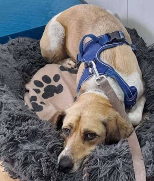 Ares möchte dein Herz erobern!