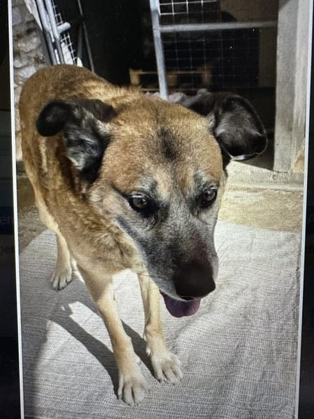 Baldo sucht sein Glück